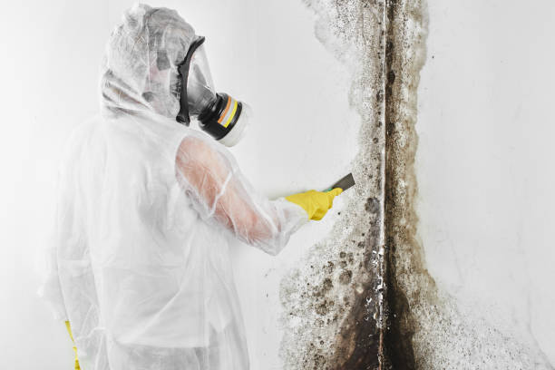 Best Industrial Mold Remediation  in Machesney Park, IL